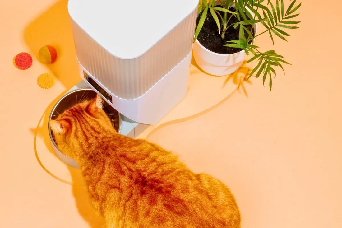 Best Pet Tech Gadgets 2025: Smart Tools for Modern Pet Care