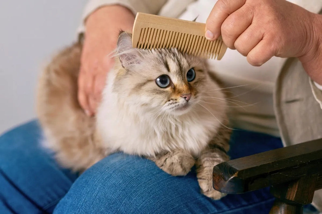 Cat Grooming Tools: Essential Items to Keep Your Feline Healthy