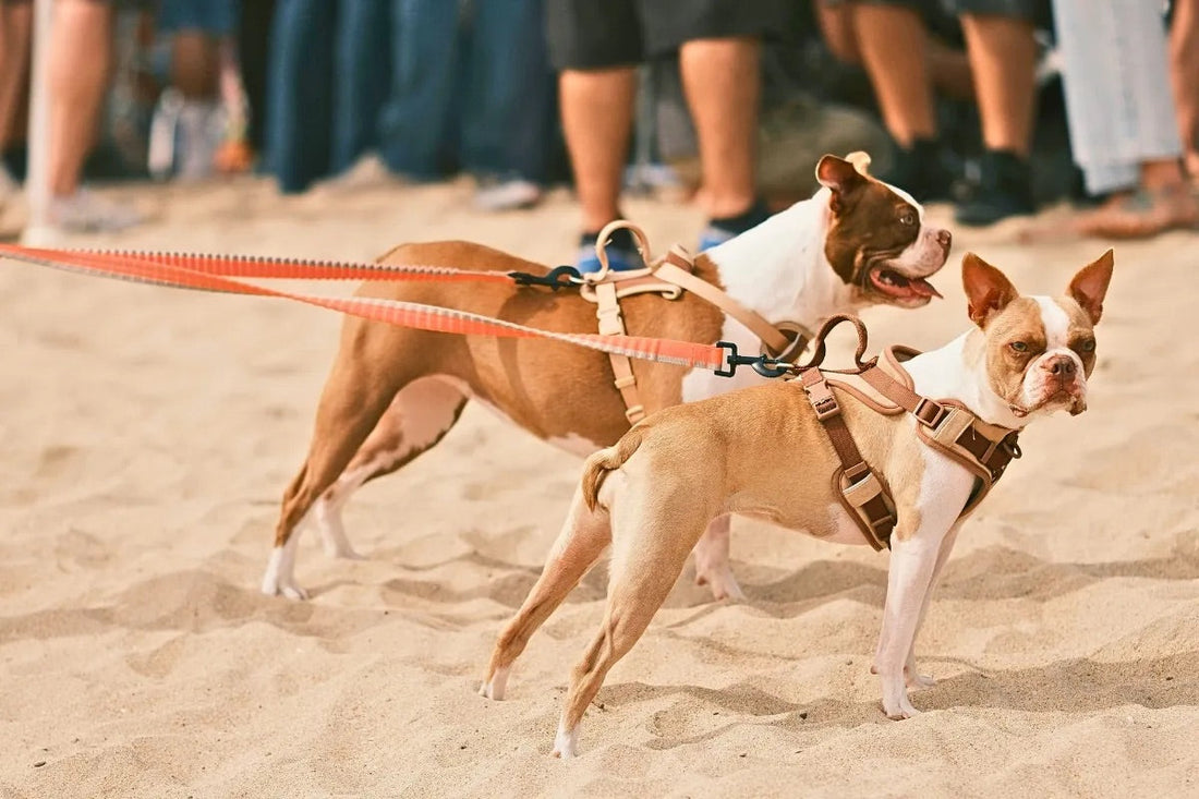 Dog Harness Guide 2025: Fit, Types & Easy Fitting Tips