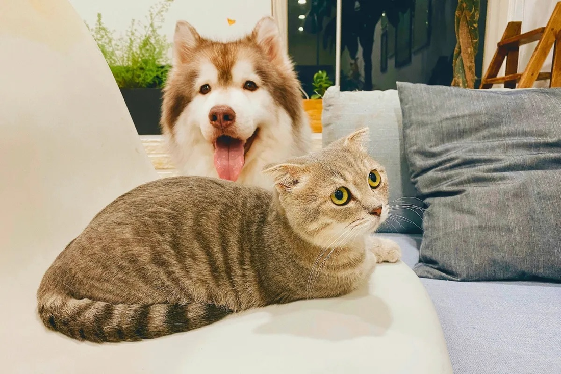 Luxury Pet Products 2025: What’s Worth the Splurge?