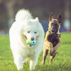 Oval silicone puzzle ball for dogs to chew, sniff, and play